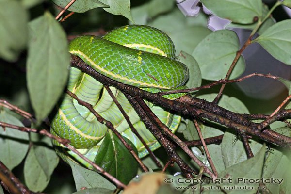 Křovinář běloocasý, Side-striped Palm Pitviper (Bothriechis lateralis), Autor: Ondřej Prosický, Model aparátu: Canon EOS 300D DIGITAL, Canon EF 400mm f/5.6 L USM, Ohnisková vzdálenost: 400.00 mm, Clona: 7.10, Doba expozice: 1/200 s, ISO: 200, Vyvážení expozice: 0.00, Blesk: Ano, Vytvořeno: 17. prosince 2004, RBBN Monteverde (Kostarika) 