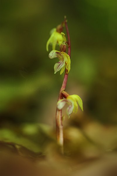 Sklenobýl bezlistý (Epipogium aphyllum), Sklenobýl bezlistý (Epipogium aphyllum), Ghost Orchid, Autor: Ondřej Prosický | NaturePhoto.cz, Model: Canon EOS 5D Mark II, Objektiv: Canon EF 100mm f/2.8 L IS USM, Ohnisková vzdálenost (EQ35mm): 100 mm, fotografováno z ruky, Clona: 3.2, Doba expozice: 1/25 s, ISO: 1000, Kompenzace expozice: 0, Blesk: Ne, Vytvořeno: 10. července 2011 8:42:51, Brněnsko (Česko) 