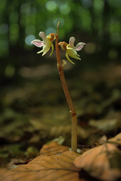 Sklenobýl bezlistý (Epipogium aphyllum), Sklenobýl bezlistý (Epipogium aphyllum), Ghost Orchid, Autor: Ondřej Prosický | NaturePhoto.cz, Model: Canon EOS 5D Mark II, Objektiv: Canon EF 17-40mm f/4 L USM, Ohnisková vzdálenost (EQ35mm): 40 mm, fotografováno z ruky, Clona: 5.0, Doba expozice: 1/60 s, ISO: 800, Kompenzace expozice: -1 1/3, Blesk: Ne, Vytvořeno: 10. července 2011 10:31:24, Brněnsko (Česko) 