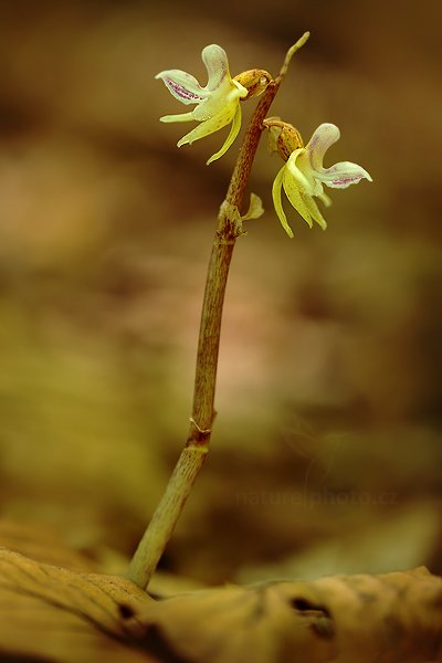 Sklenobýl bezlistý (Epipogium aphyllum), Sklenobýl bezlistý (Epipogium aphyllum), Ghost Orchid, Autor: Ondřej Prosický | NaturePhoto.cz, Model: Canon EOS 5D Mark II, Objektiv: Canon EF 100mm f/2.8 L IS USM, Ohnisková vzdálenost (EQ35mm): 100 mm, fotografováno z ruky, Clona: 3.5, Doba expozice: 1/8 s, ISO: 100, Kompenzace expozice: -1/3, Blesk: Ne, Vytvořeno: 10. července 2011 10:25:13, Brněnsko (Česko) 