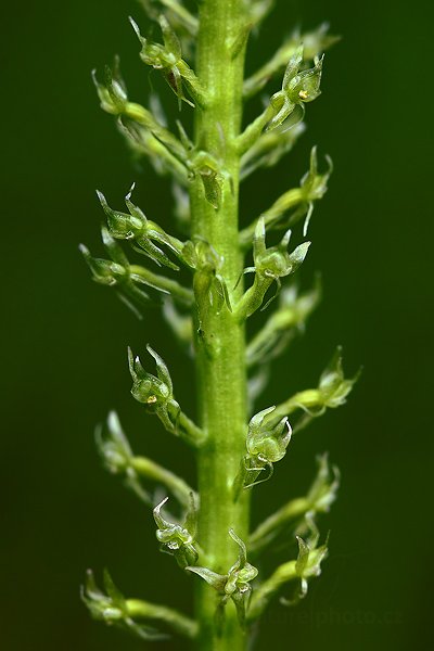 Měkčilka jednolistá (Malaxis monophyllos), Měkčilka jednolistá (Malaxis monophyllos) Single-leaved Bog Orchid, Autor: Ondřej Prosický | NaturePhoto.cz, Model: Canon EOS 5D Mark II, Objektiv: Canon EF 100mm f/2.8 L IS USM, Ohnisková vzdálenost (EQ35mm): 100 mm, fotografováno z ruky, Clona: 6.3, Doba expozice: 1/40 s, ISO: 800, Kompenzace expozice: 0, Blesk: Ne, Vytvořeno: 25. června 2011 9:37:43, Šumava (Česko)