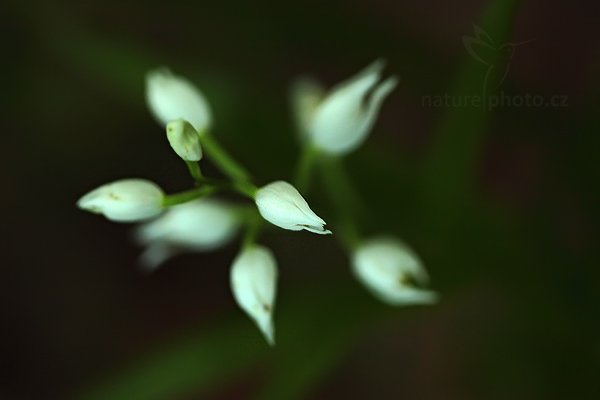 Okrotice dlouholistá (Cephalanthera longifolia), Okrotice dlouholistá (Cephalanthera longifolia) Sword-leaved Helleborine, Autor: Ondřej Prosický | NaturePhoto.cz, Model: Canon EOS 5D Mark II, Objektiv: Canon EF 100mm f/2.8 L IS USM, Ohnisková vzdálenost (EQ35mm): 100 mm, fotografováno z ruky, Clona: 2.8, Doba expozice: 1/40 s, ISO: 4000, Kompenzace expozice: -1, Blesk: Ne, Vytvořeno: 29. května 2010 18:06:08, Bílé Karpaty (Česko) 