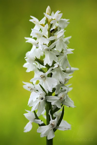 Prstnatec Fuchsův pravý (Dactylorhiza fuchsii ssp. fuchsii), Prstnatec Fuchsův pravý (Dactylorhiza fuchsii ssp. fuchsii) Common Spotted-orchid, Autor: Ondřej Prosický | NaturePhoto.cz, Model: Canon EOS 5D Mark II, Objektiv: Canon EF 100mm f/2.8 L IS USM, Ohnisková vzdálenost (EQ35mm): 100 mm, fotografováno z ruky, Clona: 7.1, Doba expozice: 1/200 s, ISO: 250, Kompenzace expozice: 0, Blesk: Ne, Vytvořeno: 25. června 2011 11:26:23, Šumava (Česko) 