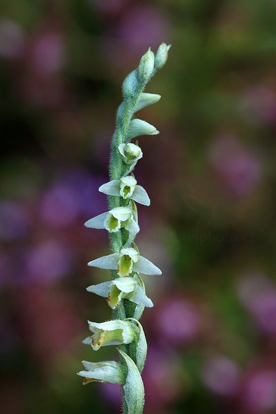 Švihlík krutiklas (Spiranthes spiralis), Švihlík krutiklas (Spiranthes spiralis) Autumn Lady&#039;s-tresses, Autor: Ondřej Prosický | NaturePhoto.cz, Model: Canon EOS 5D Mark II, Objektiv: Canon EF 100mm f/2.8 L IS USM, Ohnisková vzdálenost (EQ35mm): 100 mm, fotografováno z ruky, Clona: 9.0, Doba expozice: 1/8 s, ISO: 100, Kompenzace expozice: -1/3, Blesk: Ano, Vytvořeno: 21. srpna 2011 10:16:59, Jižní Morava (Česko)