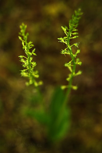 Měkčilka jednolistá (Malaxis monophyllos), Měkčilka jednolistá (Malaxis monophyllos) Single-leaved Bog Orchid, Autor: Ondřej Prosický | NaturePhoto.cz, Model: Canon EOS 5D Mark II, Objektiv: Canon EF 100mm f/2.8 L IS USM, Ohnisková vzdálenost (EQ35mm): 100 mm, fotografováno z ruky, Clona: 6.3, Doba expozice: 1/160 s, ISO: 640, Kompenzace expozice: -2/3, Blesk: Ne, Vytvořeno: 25. června 2011 9:56:57, Šumava (Česko) 