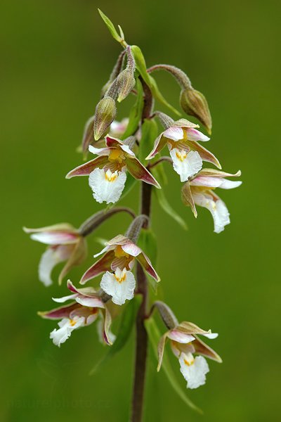 Kruštík bahenní (Epipactis palustris), Kruštík bahenní (Epipactis palustris) Marsh Helleborine, Autor: Ondřej Prosický | NaturePhoto.cz, Model: Canon EOS 5D Mark II, Objektiv: Canon EF 100mm f/2.8 L IS USM, Ohnisková vzdálenost (EQ35mm): 100 mm, fotografováno z ruky, Clona: 7.1, Doba expozice: 1/125 s, ISO: 400, Kompenzace expozice: 0, Blesk: Ano, Vytvořeno: 21. června 2009 9:58:09, Bílé Karpaty (Česko) 