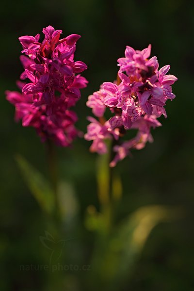 Prstnatec májový pravý (Dactylorhiza majalis ssp. majalis), Prstnatec májový pravý (Dactylorhiza majalis ssp. majalis) Broad-leaved Marsh Orchid, Autor: Ondřej Prosický | NaturePhoto.cz, Model: Canon EOS 5D Mark II, Objektiv: Canon EF 100mm f/2.8 L IS USM, Ohnisková vzdálenost (EQ35mm): 100 mm, fotografováno z ruky, Clona: 4.5, Doba expozice: 1/125 s, ISO: 400, Kompenzace expozice: -2/3, Blesk: Ne, Vytvořeno: 4. června 2011 6:04:17, Krkonoše (Česko) 