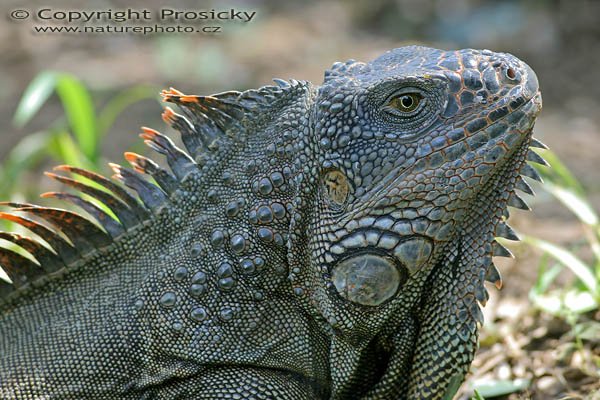 Leguán zelený (Iguana iguana), Leguán zelený (Iguana iguana), Autor: Ondřej Prosický, Model aparátu: Canon EOS 300D DIGITAL, Canon EF 400mm f/5.6 L USM, Ohnisková vzdálenost: 400.00 mm, Clona: 5.60, Doba expozice: 1/60 s, ISO: 400, Vyvážení expozice: 0.33, Blesk: Ne, Vytvořeno: 20. prosince 2004, RNVS Caňo Negro (Kostarika)