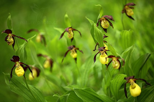 Střevíčník pantoflíček (Cypripedium calceolus), Střevíčník pantoflíček (Cypripedium calceolus) Lady&#039;s Slipper Orchid Autor: Ondřej Prosický | NaturePhoto.cz, Model: Canon EOS 5D Mark II, Objektiv: Canon EF 100mm f/2.8 L IS USM, Ohnisková vzdálenost (EQ35mm): 100 mm, fotografováno z ruky, Clona: 2.8, Doba expozice: 1/160 s, ISO: 200, Kompenzace expozice: +1/3, Blesk: Ne, Vytvořeno: 14. května 2011 13:50:56, České Středohoří (Česko) 