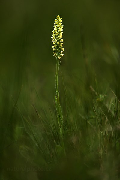 Běloprstka bělavá (Leucorchis albida), Běloprstka bělavá (Leucorchis albida) Small White Orchid, Autor: Ondřej Prosický | NaturePhoto.cz, Model: Canon EOS 5D Mark II, Objektiv: Canon EF 100mm f/2.8 L IS USM, Ohnisková vzdálenost (EQ35mm): 280 mm, fotografováno z ruky, Clona: 4.0, Doba expozice: 1/1600 s, ISO: 400, Kompenzace expozice: -1, Blesk: Ne, Vytvořeno: 25. června 2011 12:56:22, Šumava (Česko) 