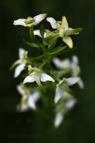 Vemeník zelenavý (Platanthera chlorantha), Vemeník zelenavý (Platanthera chlorantha) Greater Butterfly-orchid, Autor: Ondřej Prosický | NaturePhoto.cz, Model: Canon EOS 5D Mark II, Objektiv: Canon EF 100mm f/2.8 L IS USM, Ohnisková vzdálenost (EQ35mm): 100 mm, fotografováno z ruky, Clona: 5.6, Doba expozice: 1/250 s, ISO: 250, Kompenzace expozice: -1, Blesk: Ne, Vytvořeno: 25. června 2011 10:15:33, Šumava (Česko) 