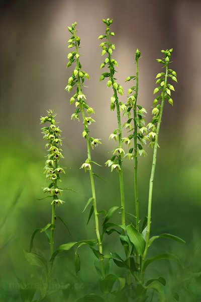 Kruštík růžkatý (Epipactis muelleri), Kruštík růžkatý (Epipactis muelleri) Mueller&#039;s Helleborine, Autor: Ondřej Prosický | NaturePhoto.cz, Model: Canon EOS 5D Mark II, Objektiv: Canon EF 100mm f/2.8 L IS USM, Ohnisková vzdálenost (EQ35mm): 100 mm, fotografováno z ruky, Clona: 3.5, Doba expozice: 1/8 s, ISO: 100, Kompenzace expozice: -1/3, Blesk: Ne, Vytvořeno: 10. července 2011 10:25:13, České Středohoří (Česko) 