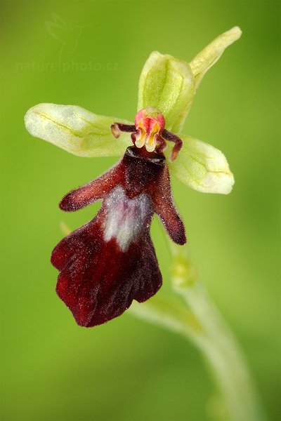 Tořič hmyzonosný (Ophrys insectifera), Tořič hmyzonosný (Ophrys insectifera) Fly Orchid, Autor: Ondřej Prosický | NaturePhoto.cz, Model: Canon EOS 5D Mark II, Objektiv: Canon EF 100mm f/2.8 L IS USM, Ohnisková vzdálenost (EQ35mm): 100 mm, fotografováno z ruky, Clona: 16, Doba expozice: 1/4 s, ISO: 400, Kompenzace expozice: +2/3, Blesk: Ano, Vytvořeno: 14. května 2011 11:04:19, České Středohoří (Česko) 