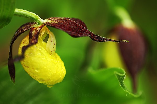 Střevíčník pantoflíček (Cypripedium calceolus), Střevíčník pantoflíček (Cypripedium calceolus) Lady&#039;s Slipper OrchidAutor: Ondřej Prosický | NaturePhoto.cz, Model: Canon EOS 5D Mark II, Objektiv: Canon EF 100mm f/2.8 L IS USM, Ohnisková vzdálenost (EQ35mm): 100 mm, fotografováno z ruky, Clona: 3.2, Doba expozice: 1/20 s, ISO: 100, Kompenzace expozice: +1/3, Blesk: Ne, Vytvořeno: 14. května 2011 13:46:26, České Středohoří (Česko) 