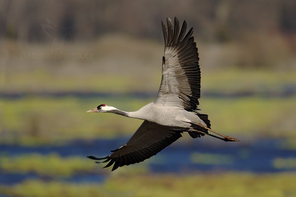 Jeřáb popelavý (Grus grus), Jeřáb popelavý (Grus grus) Common Crane, Autor: Ondřej Prosický | NaturePhoto.cz, Model: Canon EOS-1D Mark III, Objektiv: Canon EF 500mm f/4 L IS USM, Ohnisková vzdálenost (EQ35mm): 910 mm, fotografováno z ruky, Clona: 6.3, Doba expozice: 1/500 s, ISO: 100, Kompenzace expozice: 0, Blesk: Ne, Vytvořeno: 16. dubna 2011 16:57:23, Lake Hornborga (Švédsko)