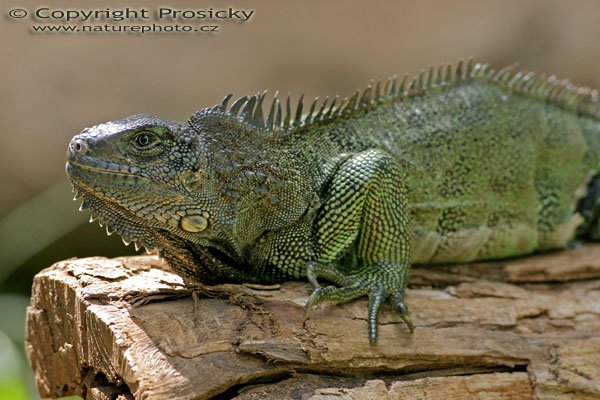 Leguán zelený (Iguana iguana),  Leguán zelený (Iguana iguana), Autor: Ondřej Prosický, Model aparátu: Canon EOS 300D DIGITAL, Objektiv: Canon EF 400mm f/5.6 L USM, Ohnisková vzdálenost: 400.00 mm, Clona: 5.60, Doba expozice: 1/250 s, ISO: 400, Vyvážení expozice: 0.00, Blesk: Ne, Vytvořeno: 20. prosince 2004, RNVS Caňo Negro (Kostarika) 
