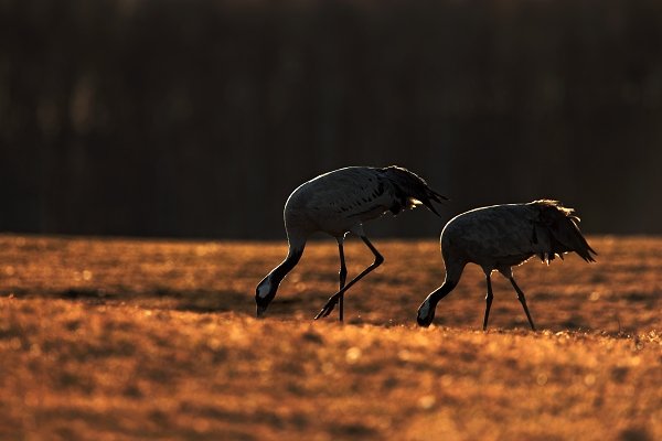 Jeřáb popelavý (Grus grus), Jeřáb popelavý (Grus grus) Common Crane, Autor: Ondřej Prosický | NaturePhoto.cz, Model: Canon EOS 5D Mark II, Objektiv: Canon EF 500mm f/4 L IS USM, Ohnisková vzdálenost (EQ35mm): 700 mm, fotografováno z ruky, Clona: 7.1, Doba expozice: 1/200 s, ISO: 100, Kompenzace expozice: -2/3, Blesk: Ne, Vytvořeno: 17. dubna 2011 10:52:07, Lake Hornborga (Švédsko)