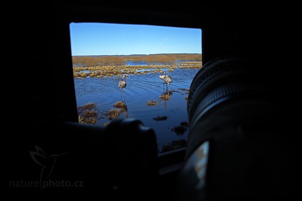 Jeřáb popelavý (Grus grus), Jeřáb popelavý (Grus grus) Common Crane, Autor: Ondřej Prosický | NaturePhoto.cz, Model: Canon EOS 5D Mark II, Objektiv: Canon EF 17-40 mm f/4 L USM, Ohnisková vzdálenost (EQ35mm): 20 mm, fotografováno z ruky, Clona: 10, Doba expozice: 1/30 s, ISO: 100, Kompenzace expozice: -1, Blesk: Ne, Vytvořeno: 17. dubna 2011 9:17:01, Lake Hornborga (Švédsko) 