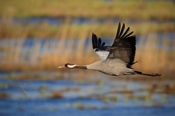 Jeřáb popelavý (Grus grus), Jeřáb popelavý (Grus grus) Common Crane, Autor: Ondřej Prosický | NaturePhoto.cz, Model: Canon EOS-1D Mark III, Objektiv: Canon EF 500mm f/4 L IS USM, Ohnisková vzdálenost (EQ35mm): 910 mm, fotografováno z ruky, Clona: 6.3, Doba expozice: 1/640 s, ISO: 100, Kompenzace expozice: 0, Blesk: Ne, Vytvořeno: 16. dubna 2011 17:06:46, Lake Hornborga (Švédsko) 