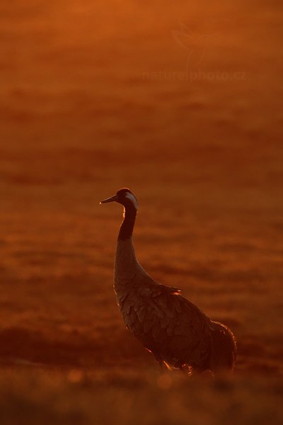 Jeřáb popelavý (Grus grus), Jeřáb popelavý (Grus grus) Common Crane, Autor: Ondřej Prosický | NaturePhoto.cz, Model: Canon EOS-1D Mark III, Objektiv: Canon EF 500mm f/4 L IS USM, Ohnisková vzdálenost (EQ35mm): 910 mm, fotografováno z ruky, Clona: 7.1, Doba expozice: 1/250 s, ISO: 200, Kompenzace expozice: -1, Blesk: Ne, Vytvořeno: 18. dubna 2011 6:14:09, Lake Hornborga (Švédsko)