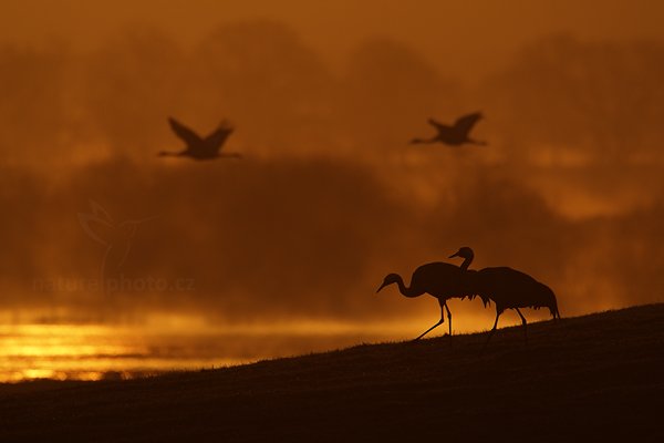 Jeřáb popelavý (Grus grus), Jeřáb popelavý (Grus grus) Common Crane, Autor: Ondřej Prosický | NaturePhoto.cz, Model: Canon EOS-1D Mark III, Objektiv: Canon EF 500mm f/4 L IS USM, Ohnisková vzdálenost (EQ35mm): 910 mm, fotografováno z ruky, Clona: 7.1, Doba expozice: 1/1250 s, ISO: 100, Kompenzace expozice: -1, Blesk: Ne, Vytvořeno: 18. dubna 2011 6:14:46, Lake Hornborga (Švédsko)