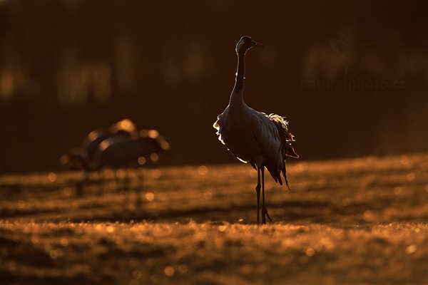 Jeřáb popelavý (Grus grus), Jeřáb popelavý (Grus grus) Common Crane, Autor: Ondřej Prosický | NaturePhoto.cz, Model: Canon EOS 5D Mark II, Objektiv: Canon EF 500mm f/4 L IS USM, Ohnisková vzdálenost (EQ35mm): 700 mm, fotografováno z ruky, Clona: 6.3, Doba expozice: 1/500 s, ISO: 320, Kompenzace expozice: -1/3, Blesk: Ne, Vytvořeno: 17. dubna 2011 11:38:59, Lake Hornborga (Švédsko)