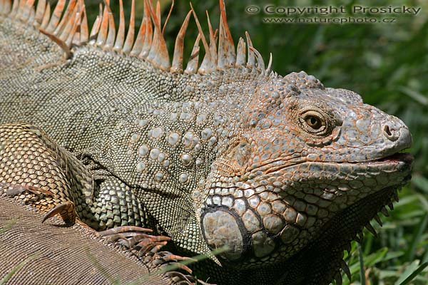 Leguán zelený (Iguana iguana), Leguán zelený (Iguana iguana), Autor: Ondřej Prosický, Model aparátu: Canon EOS 300D DIGITAL, Objektiv: Canon EF 400mm f/5.6 L USM, Ohnisková vzdálenost: 400.00 mm, Clona: 9.00, Doba expozice: 1/500 s, ISO: 400, Vyvážení expozice: 0.00, Blesk: Ne, Vytvořeno: 20. prosince 2004, RNVS Caňo Negro (Kostarika)