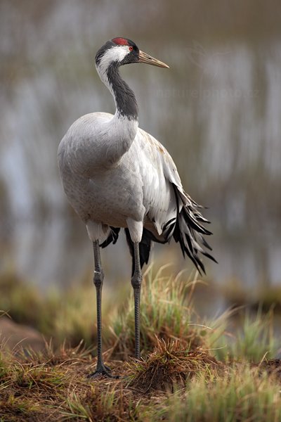 Jeřáb popelavý (Grus grus), Jeřáb popelavý (Grus grus) Common Crane, Autor: Ondřej Prosický | NaturePhoto.cz, Model: Canon EOS 5D Mark II, Objektiv: Canon EF 500mm f/4 L IS USM, Ohnisková vzdálenost (EQ35mm): 500 mm, fotografováno z ruky, Clona: 5.0, Doba expozice: 1/1250 s, ISO: 500, Kompenzace expozice: +1/3, Blesk: Ne, Vytvořeno: 17. dubna 2011 0:56:05, Lake Hornborga (Švédsko) 