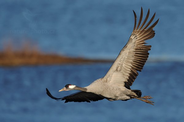 Jeřáb popelavý (Grus grus), Jeřáb popelavý (Grus grus) Common Crane, Autor: Ondřej Prosický | NaturePhoto.cz, Model: Canon EOS-1D Mark III, Objektiv: Canon EF 500mm f/4 L IS USM, Ohnisková vzdálenost (EQ35mm): 910 mm, fotografováno z ruky, Clona: 6.3, Doba expozice: 1/1000 s, ISO: 200, Kompenzace expozice: -1/3, Blesk: Ne, Vytvořeno: 16. dubna 2011 18:25:54, Lake Hornborga (Švédsko)