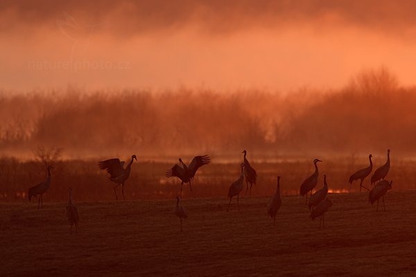 Jeřáb popelavý (Grus grus), Jeřáb popelavý (Grus grus) Common Crane, Autor: Ondřej Prosický | NaturePhoto.cz, Model: Canon EOS-1D Mark III, Objektiv: Canon EF 500mm f/4 L IS USM, Ohnisková vzdálenost (EQ35mm): 910 mm, fotografováno z ruky, Clona: 6.3, Doba expozice: 1/250 s, ISO: 200, Kompenzace expozice: -1 1/3, Blesk: Ne, Vytvořeno: 18. dubna 2011 6:00:20, Lake Hornborga (Švédsko)