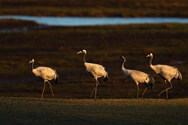 Jeřáb popelavý (Grus grus), Jeřáb popelavý (Grus grus) Common Crane, Autor: Ondřej Prosický | NaturePhoto.cz, Model: Canon EOS-1D Mark III, Objektiv: Canon EF 500mm f/4 L IS USM, Ohnisková vzdálenost (EQ35mm): 910 mm, fotografováno z ruky, Clona: 5.6, Doba expozice: 1/400 s, ISO: 250, Kompenzace expozice: -1, Blesk: Ne, Vytvořeno: 16. dubna 2011 19:20:31, Lake Hornborga (Švédsko) 