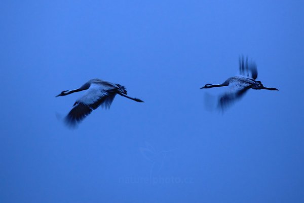 Jeřáb popelavý (Grus grus), Jeřáb popelavý (Grus grus) Common Crane, Autor: Ondřej Prosický | NaturePhoto.cz, Model: Canon EOS 5D Mark II, Objektiv: Canon EF 500mm f/4 L IS USM, Ohnisková vzdálenost (EQ35mm): 500 mm, fotografováno z ruky, Clona: 5.6, Doba expozice: 1/25 s, ISO: 1250, Kompenzace expozice: 0, Blesk: Ne, Vytvořeno: 16. dubna 2011 21:34:56, Lake Hornborga (Švédsko) 