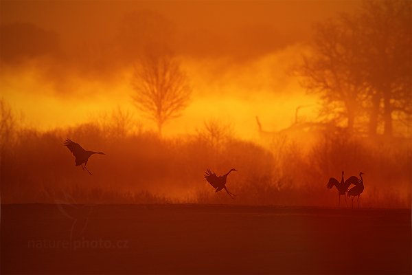 Jeřáb popelavý (Grus grus), Jeřáb popelavý (Grus grus) Common Crane, Autor: Ondřej Prosický | NaturePhoto.cz, Model: Canon EOS-1D Mark III, Objektiv: Canon EF 500mm f/4 L IS USM, Ohnisková vzdálenost (EQ35mm): 910 mm, fotografováno z ruky, Clona: 7.1, Doba expozice: 1/2500 s, ISO: 200, Kompenzace expozice: -2/3, Blesk: Ne, Vytvořeno: 18. dubna 2011 6:07:16, Lake Hornborga (Švédsko)