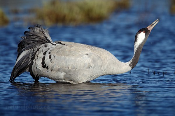 Jeřáb popelavý (Grus grus), Jeřáb popelavý (Grus grus) Common Crane, Autor: Ondřej Prosický | NaturePhoto.cz, Model: Canon EOS 5D Mark II, Objektiv: Canon EF 500mm f/4 L IS USM, Ohnisková vzdálenost (EQ35mm): 700 mm, fotografováno z ruky, Clona: 5.6, Doba expozice: 1/640 s, ISO: 100, Kompenzace expozice: 0, Blesk: Ne, Vytvořeno: 17. dubna 2011 10:03:41, Lake Hornborga (Švédsko)