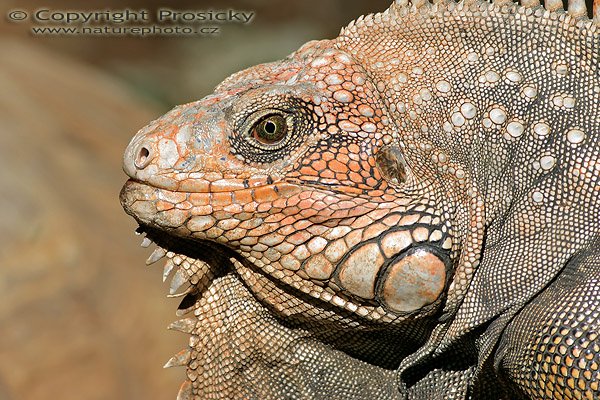 Leguán zelený (Iguana iguana), Leguán zelený (Iguana iguana), Autor: Ondřej Prosický, Model aparátu: Canon EOS 300D DIGITAL, Objektiv: Canon EF 400mm f/5.6 L USM, Ohnisková vzdálenost: 400.00 mm, Clona: 7.10, Doba expozice: 1/400 s, ISO: 100, Vyvážení expozice: 1.00, Blesk: Ne, Vytvořeno: 20. prosince 2004 20:30:07, RNVS Caňo Negro (Kostarika) 
