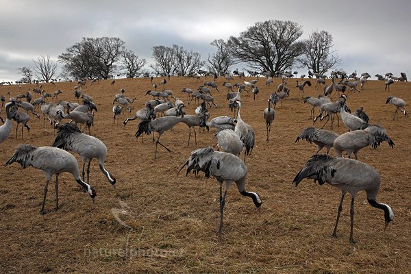 Jeřáb popelavý (Grus grus), Jeřáb popelavý (Grus grus) Common Crane, Autor: Ondřej Prosický | NaturePhoto.cz, Model: Canon EOS 5D Mark II, Objektiv: Canon EF 17-40mm f/4 L USM, Ohnisková vzdálenost (EQ35mm): 36 mm, fotografováno z ruky, Clona: 16, Doba expozice: 1/80 s, ISO: 640, Kompenzace expozice: 0, Blesk: Ne, Vytvořeno: 17. dubna 2011 0:44:23, Lake Hornborga (Švédsko) 