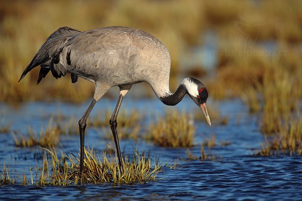 Jeřáb popelavý (Grus grus), Jeřáb popelavý (Grus grus) Common Crane, Autor: Ondřej Prosický | NaturePhoto.cz, Model: Canon EOS 5D Mark II, Objektiv: Canon EF 500mm f/4 L IS USM, Ohnisková vzdálenost (EQ35mm): 700 mm, fotografováno z ruky, Clona: 5.6, Doba expozice: 1/640 s, ISO: 100, Kompenzace expozice: 0, Blesk: Ne, Vytvořeno: 17. dubna 2011 10:03:27, Lake Hornborga (Švédsko) 