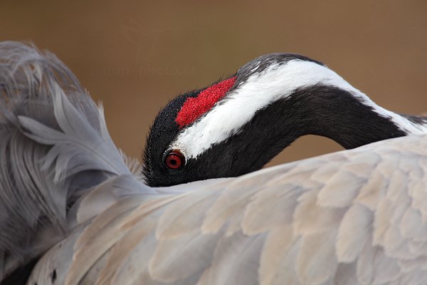 Jeřáb popelavý (Grus grus), Jeřáb popelavý (Grus grus) Common Crane, Autor: Ondřej Prosický | NaturePhoto.cz, Model: Canon EOS 5D Mark II, Objektiv: Canon EF 500mm f/4 L IS USM, Ohnisková vzdálenost (EQ35mm): 700 mm, fotografováno z ruky, Clona: 6.3, Doba expozice: 1/400 s, ISO: 100, Kompenzace expozice: 0, Blesk: Ne, Vytvořeno: 17. dubna 2011 2:08:01, Lake Hornborga (Švédsko)