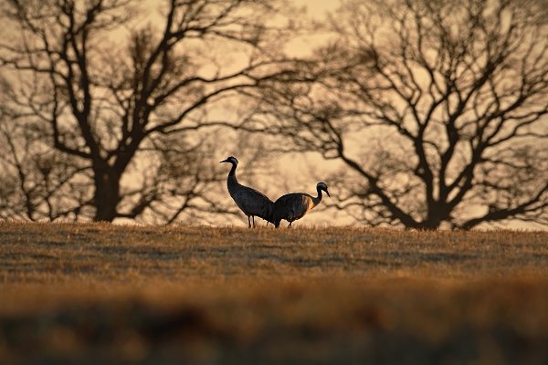 Jeřáb popelavý (Grus grus), Jeřáb popelavý (Grus grus) Common Crane, Autor: Ondřej Prosický | NaturePhoto.cz, Model: Canon EOS-1D Mark III, Objektiv: Canon EF 500mm f/4 L IS USM, Ohnisková vzdálenost (EQ35mm): 650 mm, fotografováno z ruky, Clona: 7.1, Doba expozice: 1/250 s, ISO: 100, Kompenzace expozice: -2/3, Blesk: Ne, Vytvořeno: 18. dubna 2011 6:24:12, Lake Hornborga (Švédsko)