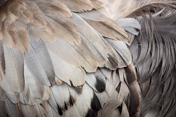 Jeřáb popelavý (Grus grus), Jeřáb popelavý (Grus grus) Common Crane, Autor: Ondřej Prosický | NaturePhoto.cz, Model: Canon EOS 5D Mark II, Objektiv: Canon EF 500mm f/4 L IS USM, Ohnisková vzdálenost (EQ35mm): 700 mm, fotografováno z ruky, Clona: 5.6, Doba expozice: 1/320 s, ISO: 200, Kompenzace expozice: +1, Blesk: Ne, Vytvořeno: 17. dubna 2011 1:08:40, Lake Hornborga (Švédsko) 