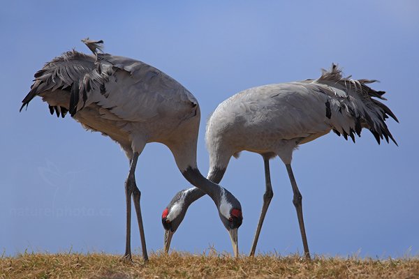 Jeřáb popelavý (Grus grus), Jeřáb popelavý (Grus grus) Common Crane, Autor: Ondřej Prosický | NaturePhoto.cz, Model: Canon EOS 5D Mark II, Objektiv: Canon EF 500mm f/4 L IS USM, Ohnisková vzdálenost (EQ35mm): 700 mm, fotografováno z ruky, Clona: 7.1, Doba expozice: 1/320 s, ISO: 100, Kompenzace expozice: +1/3, Blesk: Ne, Vytvořeno: 17. dubna 2011 3:07:03, Lake Hornborga (Švédsko) 