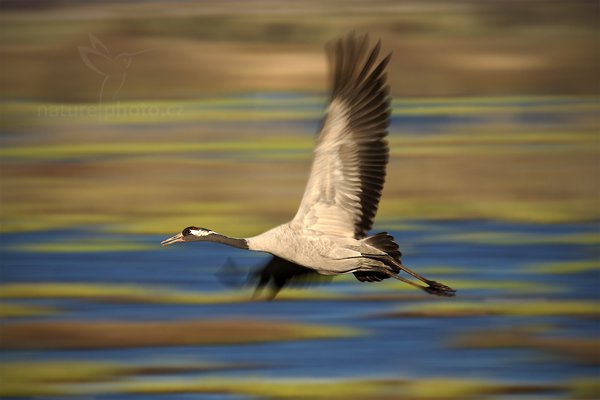 Jeřáb popelavý (Grus grus), Jeřáb popelavý (Grus grus) Common Crane, Autor: Ondřej Prosický | NaturePhoto.cz, Model: Canon EOS-1D Mark III, Objektiv: Canon EF 500mm f/4 L IS USM, Ohnisková vzdálenost (EQ35mm): 910 mm, fotografováno z ruky, Clona: 20, Doba expozice: 1/50 s, ISO: 100, Kompenzace expozice: -1/3, Blesk: Ne, Vytvořeno: 16. dubna 2011 18:37:48, Lake Hornborga (Švédsko)