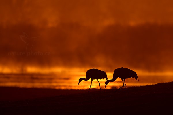 Jeřáb popelavý (Grus grus), Jeřáb popelavý (Grus grus) Common Crane, Autor: Ondřej Prosický | NaturePhoto.cz, Model: Canon EOS-1D Mark III, Objektiv: Canon EF 500mm f/4 L IS USM, Ohnisková vzdálenost (EQ35mm): 910 mm, fotografováno z ruky, Clona: 7.1, Doba expozice: 1/1600 s, ISO: 100, Kompenzace expozice: -1, Blesk: Ne, Vytvořeno: 18. dubna 2011 6:14:53, Lake Hornborga (Švédsko) 