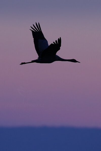 Jeřáb popelavý (Grus grus), Jeřáb popelavý (Grus grus) Common Crane, Autor: Ondřej Prosický | NaturePhoto.cz, Model: Canon EOS-1D Mark III, Objektiv: Canon EF 500mm f/4 L IS USM, Ohnisková vzdálenost (EQ35mm): 650 mm, fotografováno z ruky, Clona: 5.6, Doba expozice: 1/1000 s, ISO: 800, Kompenzace expozice: -2/3, Blesk: Ne, Vytvořeno: 18. dubna 2011 5:47:38, Lake Hornborga (Švédsko) 