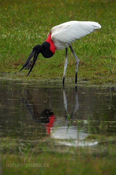 Čáp jabiru (Jabiru mycteria), Čáp jabiru (Jabiru mycteria) Jabiru, Autor: Ondřej Prosický | NaturePhoto.cz, Model: Canon EOS-1D Mark III, Objektiv: Canon EF 500mm f/4 L IS USM + TC Canon 1.4x, Ohnisková vzdálenost (EQ35mm): 910 mm, fotografováno z ruky, Clona: 7.1, Doba expozice: 1/500 s, ISO: 1000, Kompenzace expozice: 0, Blesk: Ano, Vytvořeno: 8. září 2011 8:12:40, Barranco Alto, Pantanal (Brazílie) 