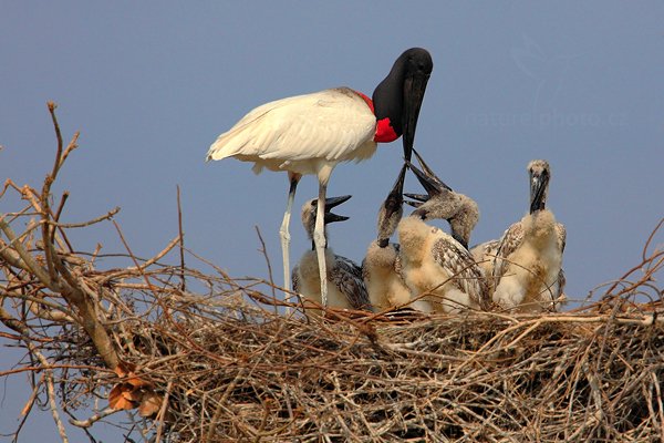 Čáp jabiru (Jabiru mycteria), Čáp jabiru (Jabiru mycteria) Jabiru, Autor: Ondřej Prosický | NaturePhoto.cz, Model: Canon EOS 5D Mark II, Objektiv: Canon EF 500mm f/4 L IS USM, Ohnisková vzdálenost (EQ35mm): 700 mm, fotografováno z ruky, Clona: 7.1, Doba expozice: 1/3200 s, ISO: 400, Kompenzace expozice: 0, Blesk: Ne, Vytvořeno: 5. září 2011 9:00:04, Barranco Alto, Pantanal (Brazílie)