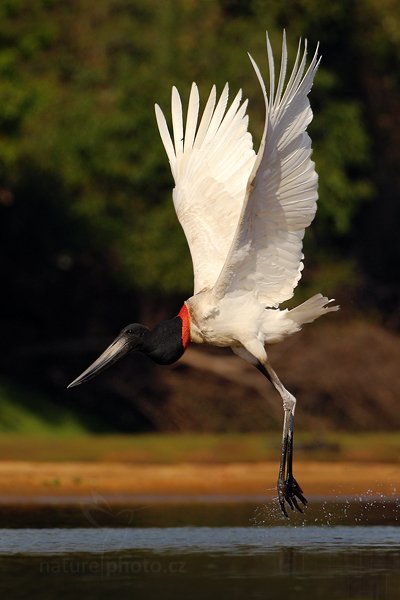 Čáp jabiru (Jabiru mycteria), Čáp jabiru (Jabiru mycteria) Jabiru, Autor: Ondřej Prosický | NaturePhoto.cz, Model: Canon EOS-1D Mark III, Objektiv: Canon EF 500mm f/4 L IS USM, Ohnisková vzdálenost (EQ35mm): 650 mm, fotografováno z ruky, Clona: 7.1, Doba expozice: 1/3200 s, ISO: 500, Kompenzace expozice: -1, Blesk: Ne, Vytvořeno: 3. září 2011 14:28:18, Barranco Alto, Pantanal (Brazílie)