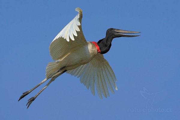 Čáp jabiru (Jabiru mycteria), Čáp jabiru (Jabiru mycteria) Jabiru, Autor: Ondřej Prosický | NaturePhoto.cz, Model: Canon EOS-1D Mark III, Objektiv: Canon EF 500mm f/4 L IS USM, Ohnisková vzdálenost (EQ35mm): 650 mm, fotografováno z ruky, Clona: 8.0, Doba expozice: 1/1600 s, ISO: 400, Kompenzace expozice: 0, Blesk: Ano, Vytvořeno: 8. září 2011 8:56:27, Barranco Alto, Pantanal (Brazílie)