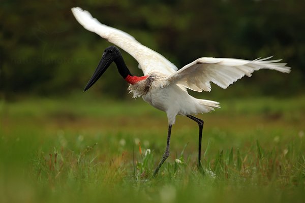 Čáp jabiru (Jabiru mycteria), Čáp jabiru (Jabiru mycteria) Jabiru, Autor: Ondřej Prosický | NaturePhoto.cz, Model: Canon EOS 5D Mark II, Objektiv: Canon EF 500mm f/4 L IS USM, Ohnisková vzdálenost (EQ35mm): 500 mm, fotografováno z ruky, Clona: 6.3, Doba expozice: 1/250 s, ISO: 160, Kompenzace expozice: -1/3, Blesk: Ne, Vytvořeno: 9. září 2011 15:22:18, Barranco Alto, Pantanal (Brazílie)