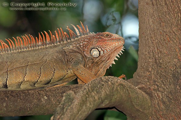 Leguán zelený (Iguana iguana), Autor: Ondřej Prosický, Model aparátu: Canon EOS 300D DIGITAL, Objektiv: Canon EF 400mm f/5.6 L USM, Ohnisková vzdálenost: 400.00 mm, Clona: 5.60, Doba expozice: 1/200 s, ISO: 200, Vyvážení expozice: 0.00, Blesk: Ano, Vytvořeno: 20. prosince 2004 21:47:08, RNVS Caňo Negro (Kostarika) 
